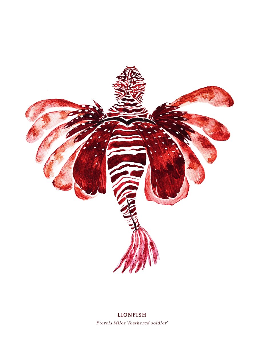Lionfish, Pterois Miles, watercolour painting